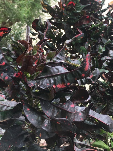 Variegated Croton