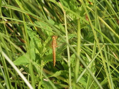 Broad Scarlet
