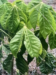 Sterculia apetala