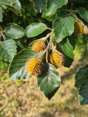 European beech