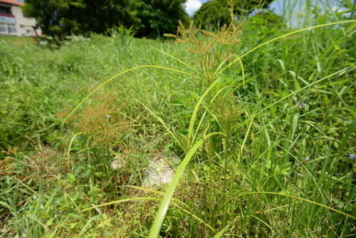 Cyperus exaltatus iNat (2)