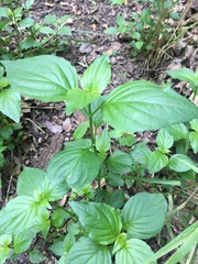 Dicliptera brachiata