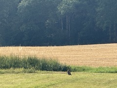 Common Buzzard
