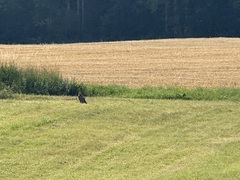 Common Buzzard