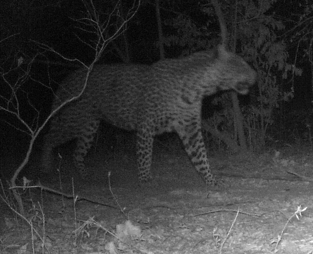 African Leopard in March 2017 by ONG OeBenin. Wildkamera · iNaturalist