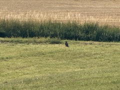 Common Buzzard