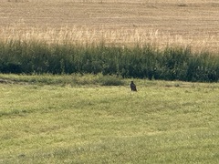 Common Buzzard