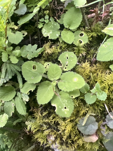 Viola diffusa, 2026-06-30