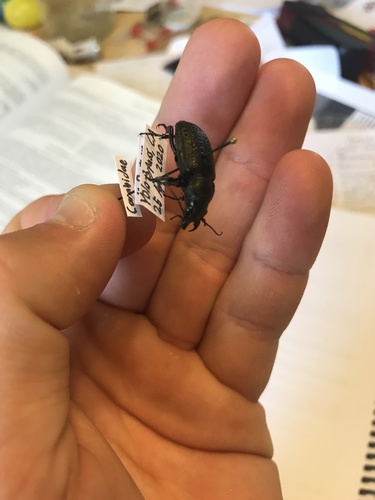 Calosoma cancellatum photo 3
