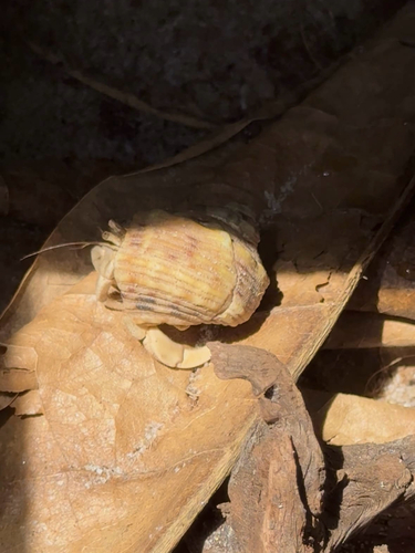 Tawny Hermit Crab