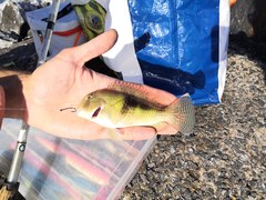 Choerodon cephalotes