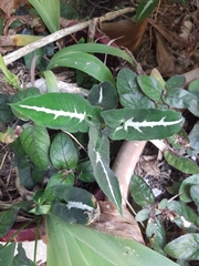 Syngonium wendlandii