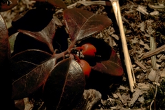 Gaultheria procumbens image