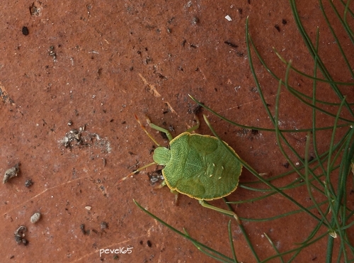 Green Shield Bug