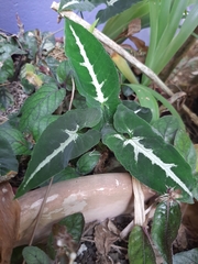 Syngonium wendlandii