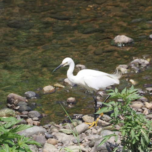 Little Egret