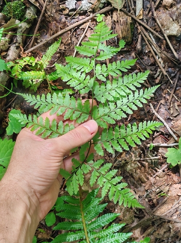 Athyrium neglectum iNat (2)