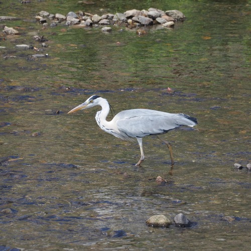 Grey Heron