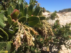 Arctostaphylos confertiflora