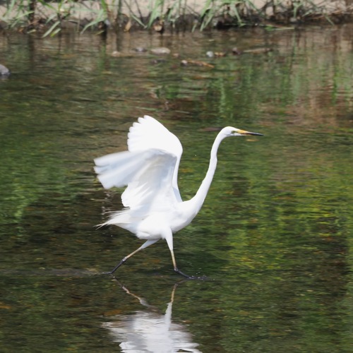 Great Egret