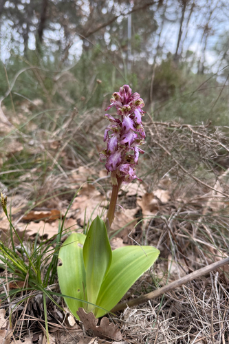 Himantoglossum robertianum, photograph 5