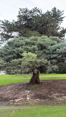 Platycladus orientalis, photograph author not stated, no rights reserved