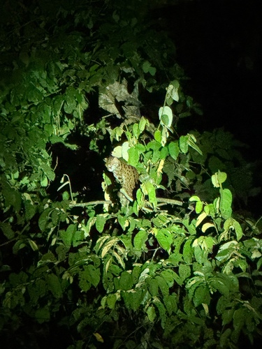 Bornean and Sumatran Leopard Cat