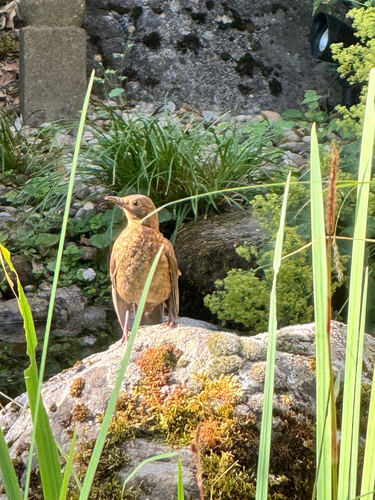 Amsel