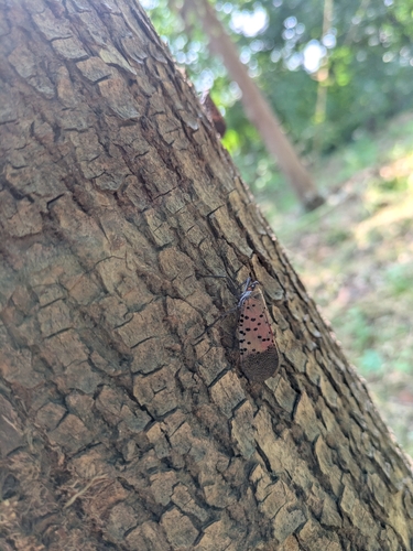 Spotted Lanternfly