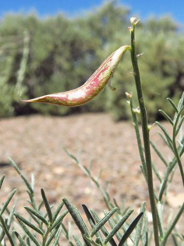 Astragalus casei observed 2026-06-12