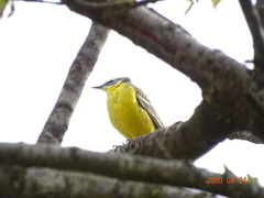 Motacilla flava flava