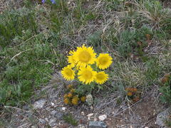 (c) Luke, some rights reserved (CC BY) Hymenoxys grandiflora, photograph (c) Luke, some rights reserved (CC BY)