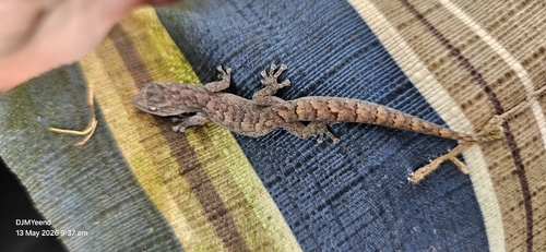 Southern Marbled Gecko