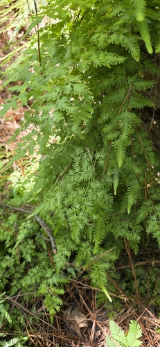 Japanese climbing fern
