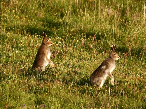 Mountain Hare