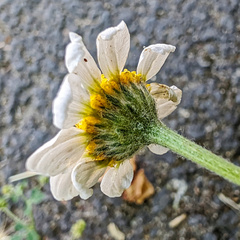 Anacyclus clavatus, photograph (c) Philippe Hornus, some rights reserved (CC BY)