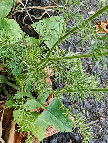 Anacyclus clavatus, photograph 4