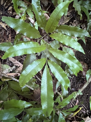 Abacopteris aspera observed 2026-06-30