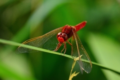 Broad Scarlet