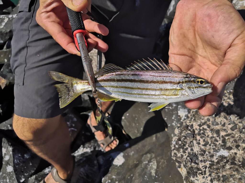 Eastern striped grunter (Helotes sexlineatus) — Terapontidae