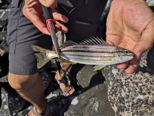 Eastern striped grunter (Helotes sexlineatus) — Terapontidae