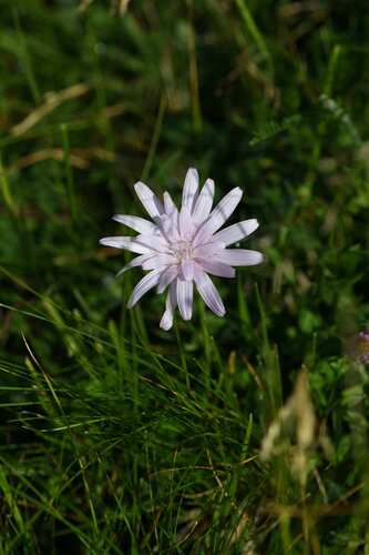Scorzonera rosea