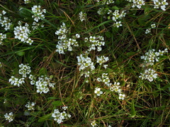 Cochlearia officinalis
