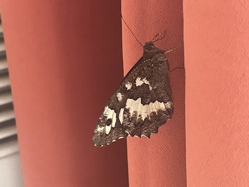 Great Banded Grayling