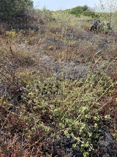 Achyranthes aspera observed 2026-06-29