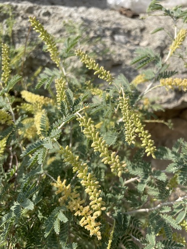 Syrian Mesquite