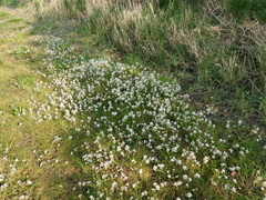 Cochlearia officinalis