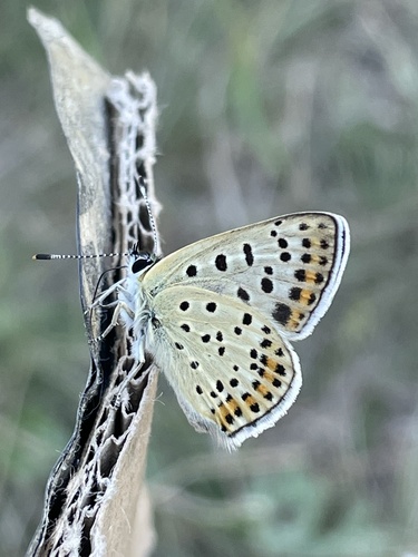 Sooty Copper