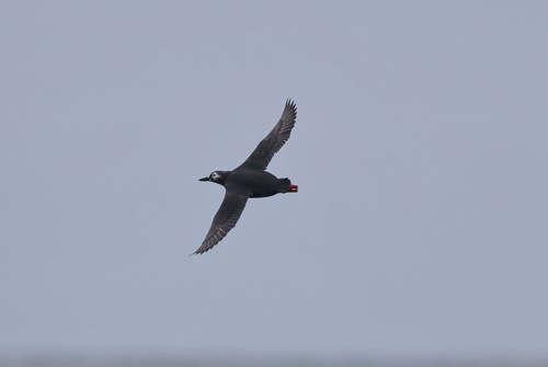 Spectacled Guillemot (Cepphus carbo), photo 7