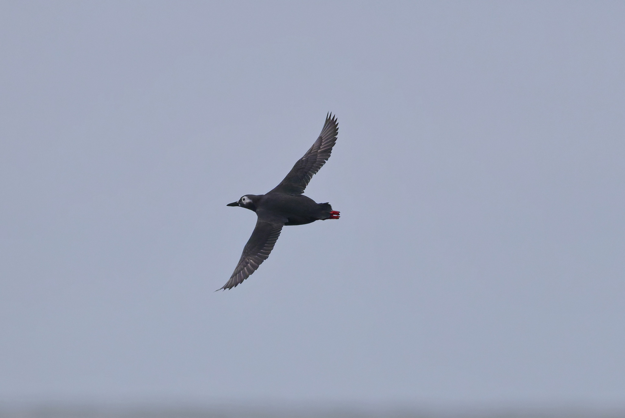 Spectacled Guillemot (Cepphus carbo), photo 7